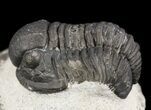 Gerastos Trilobite Fossil - Morocco #52120-2